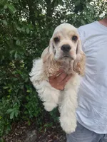 Owen Reduced, a male Cocker Spaniel for sale in Brooksville, FL – 8 of 9