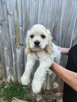 Owen Ready Now , a male Cocker Spaniel for sale in Brooksville, FL – 4 of 10