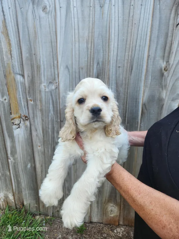 Owen Ready Now  – Cocker Spaniel puppy for sale in Brooksville, FL