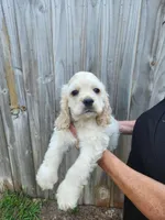 Owen Ready Now , a male Cocker Spaniel for sale in Brooksville, FL – 2 of 10