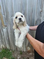Owen Ready Now , a male Cocker Spaniel for sale in Brooksville, FL – 8 of 10