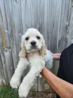 Owen Ready Now , a male Cocker Spaniel for sale in Brooksville, FL – 3 of 10