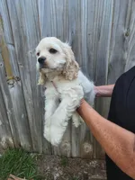 Owen Ready Now , a male Cocker Spaniel for sale in Brooksville, FL – 10 of 10