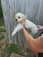 Owen Ready Now , a male Cocker Spaniel for sale in Brooksville, FL – 6 of 10