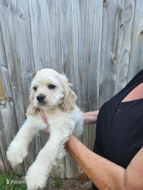 Owen Ready Now  – Cocker Spaniel puppy for sale in Brooksville, FL