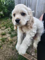 Owen Ready Now , a male Cocker Spaniel for sale in Brooksville, FL – 9 of 10