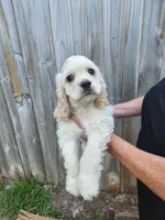 Owen Ready Now , a male Cocker Spaniel for sale in Brooksville, FL – 7 of 10