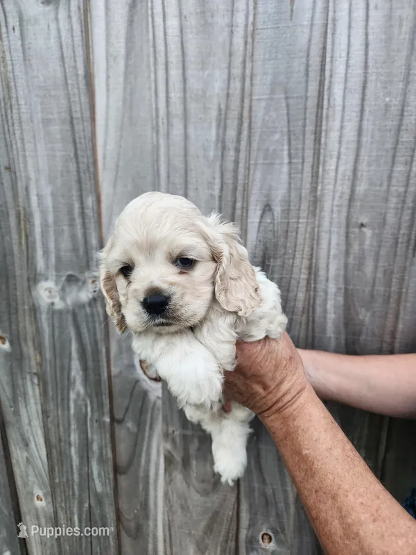Oscar – Cocker Spaniel puppy for sale in Brooksville, FL