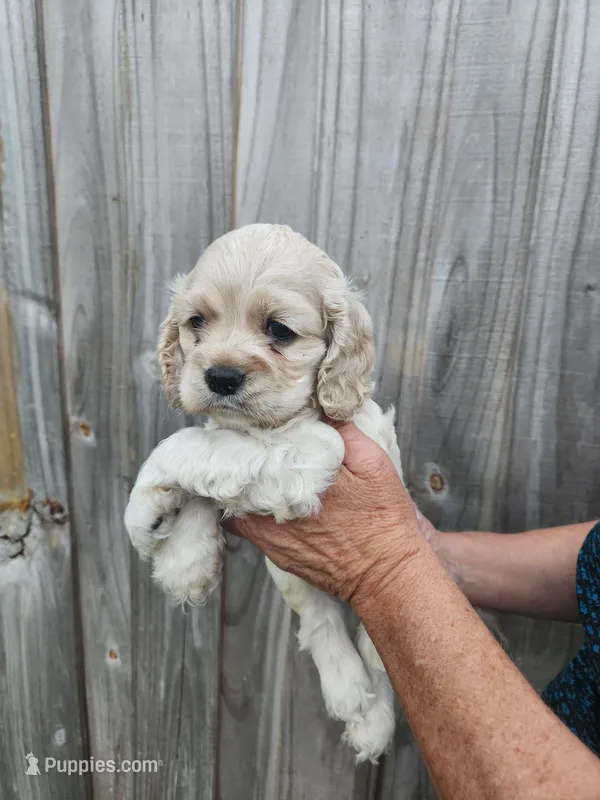 Owen – Cocker Spaniel puppy for sale in Brooksville, FL