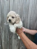 Oscar, a male Cocker Spaniel for sale in Brooksville, FL – Photo 2 of 2