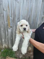 Owen Ready Now , a male Cocker Spaniel for sale in Brooksville, FL – 5 of 10