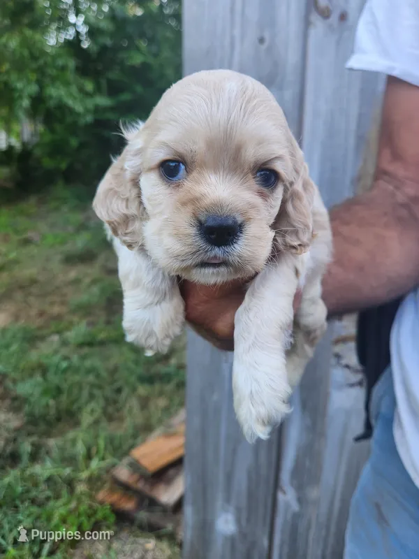 Garrett  – Cocker Spaniel puppy for sale in Brooksville, FL