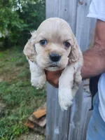 Garrett , a male Cocker Spaniel for sale in Brooksville, FL – 1 of 8