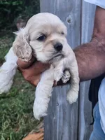 Grayson , a male Cocker Spaniel for sale in Brooksville, FL – 6 of 9