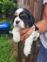 Logan , a male Cocker Spaniel for sale in Brooksville, FL – 4 of 8