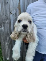 Holden Reduced , a male Cocker Spaniel for sale in Brooksville, FL – 3 of 10
