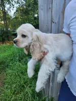 Holden Reduced , a male Cocker Spaniel for sale in Brooksville, FL – 5 of 10