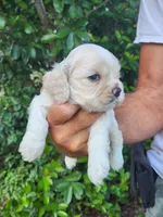 Holden Ready 07/22, a male Cocker Spaniel for sale in Brooksville, FL – 9 of 9