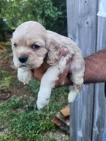 Garrett , a male Cocker Spaniel for sale in Brooksville, FL – 8 of 8
