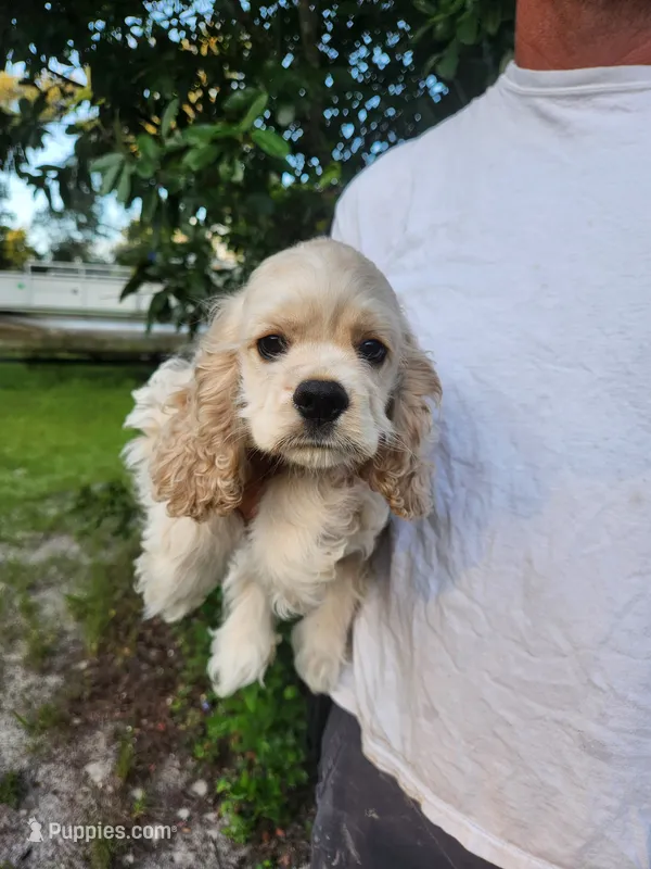 Hannah Ready Now  – Cocker Spaniel puppy for sale in Brooksville, FL