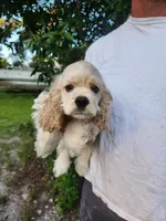 Hannah Ready Now , a female Cocker Spaniel for sale in Brooksville, FL – 1 of 10