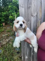 London Ready Now , a male Cocker Spaniel for sale in Brooksville, FL – 2 of 9