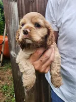 Kent, a male Cocker Spaniel for sale in Brooksville, FL – 6 of 10