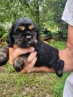Luna AKC, a male Cocker Spaniel for sale in Brooksville, FL – 3 of 8