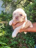 Nathan Ready 07/02, a male Cocker Spaniel for sale in Brooksville, FL – 3 of 8