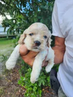 Hank Ready 07/22, a male Cocker Spaniel for sale in Brooksville, FL – 5 of 7