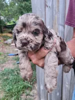 Nancy  Sold, a female Cocker Spaniel for sale in Brooksville, FL – 8 of 10