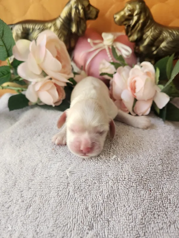 Hackett – Cocker Spaniel puppy for sale in Brooksville, FL