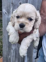Grayson , a male Cocker Spaniel for sale in Brooksville, FL – 4 of 9