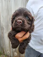 Neal Ready Now, a male Cocker Spaniel for sale in Brooksville, FL – 3 of 8