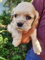 Gina, a male Cocker Spaniel for sale in Brooksville, FL – 6 of 8