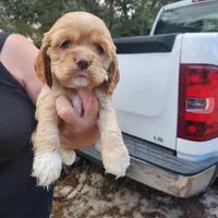 Harper Ready Now , a female Cocker Spaniel for sale in Brooksville, FL – Photo 1 of 3