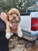 Harper Now , a female Cocker Spaniel for sale in Brooksville, FL – Photo 1 of 3