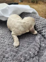 Odette, a female Cocker Spaniel for sale in Brooksville, FL – Photo 4 of 4