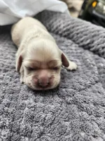 Odette, a female Cocker Spaniel for sale in Brooksville, FL – Photo 1 of 4