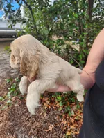 Hope , a female Cocker Spaniel for sale in Brooksville, FL – Photo 4 of 6