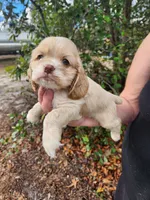 Hope , a female Cocker Spaniel for sale in Brooksville, FL – Photo 2 of 6