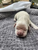 Onyx, a female Cocker Spaniel for sale in Brooksville, FL – Photo 3 of 3