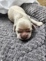 Odette, a female Cocker Spaniel for sale in Brooksville, FL – Photo 3 of 4