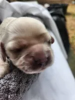 Odette, a female Cocker Spaniel for sale in Brooksville, FL – Photo 2 of 4