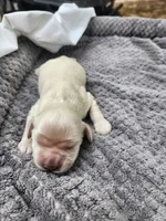 Onyx, a female Cocker Spaniel for sale in Brooksville, FL – Photo 2 of 3