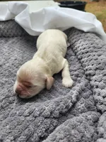 Onyx, a female Cocker Spaniel for sale in Brooksville, FL – Photo 1 of 3