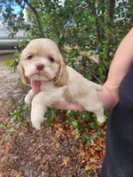 Hope , a female Cocker Spaniel for sale in Brooksville, FL – Photo 1 of 6
