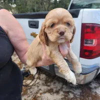 Harper Ready Now , a female Cocker Spaniel for sale in Brooksville, FL – Photo 2 of 3