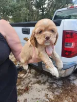 Harper Now , a female Cocker Spaniel for sale in Brooksville, FL – Photo 2 of 3