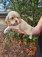 Hope , a female Cocker Spaniel for sale in Brooksville, FL – Photo 3 of 6